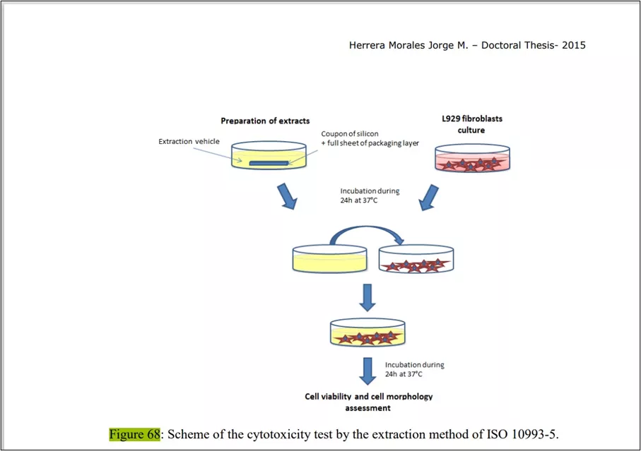 cell morphology