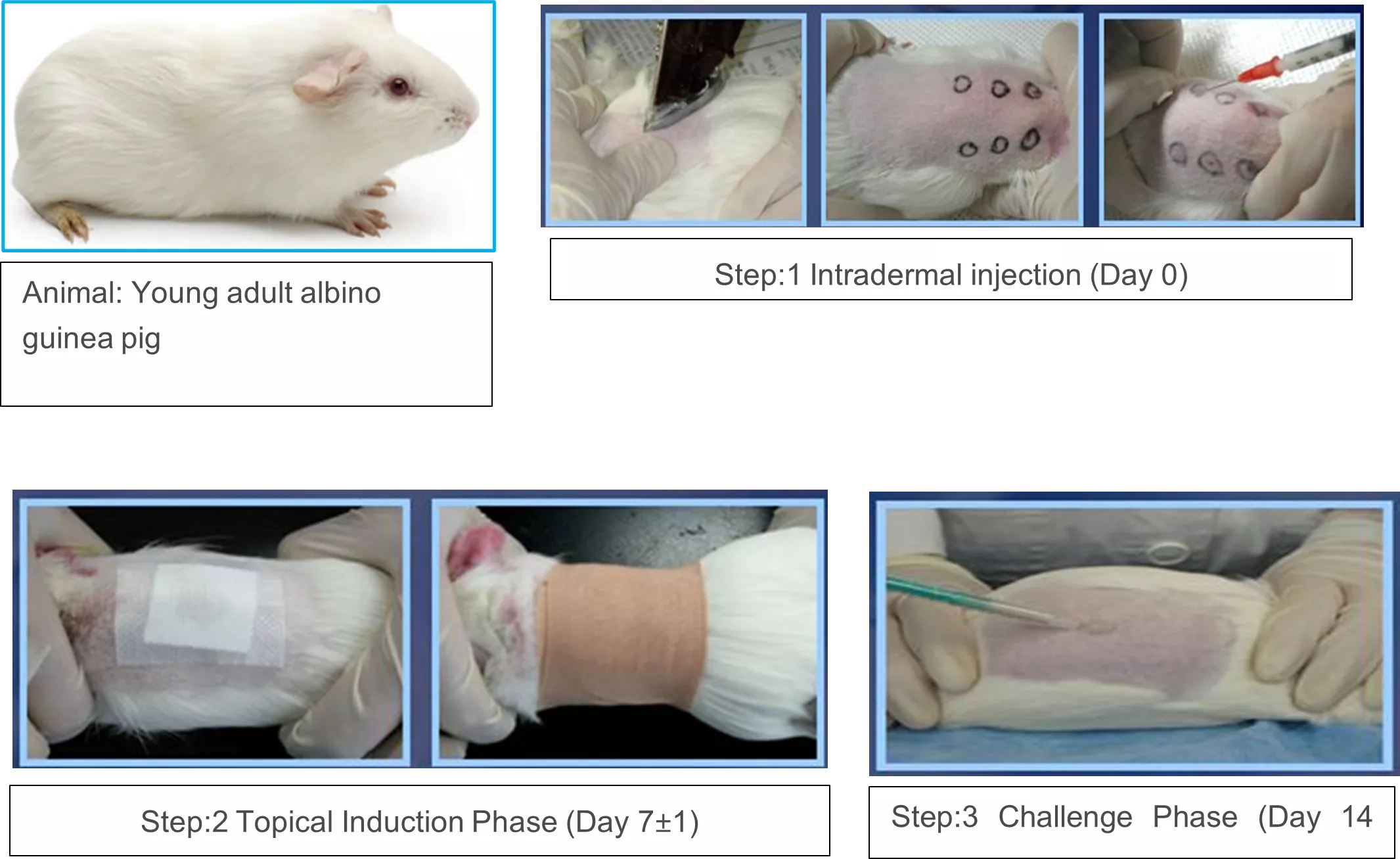 skin sensitization